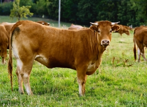 1251894_limousin_cow