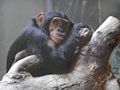 355308_daydreaming_chimpanzee