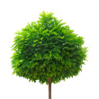 Istockphoto_15971745-small-tree