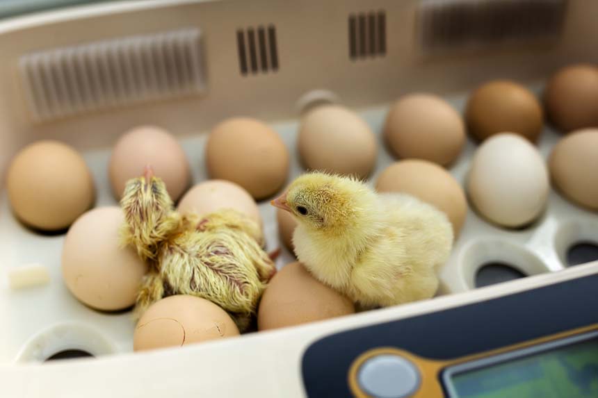 Chicken Incubator